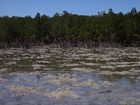 View of the western (leeward) edge of the mangrove swamp at low tide.